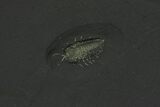 Pyritized Triarthrus Trilobite With Eggs - New York #93050-1